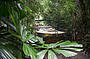 Army duck in the rainforest