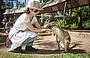 Patting a Kangaroo / Wallaby