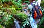 Wilderness and Rainforest Full Day 4WD Safari