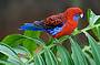 Rainforest Bird