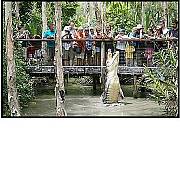 Crocodile feeding time